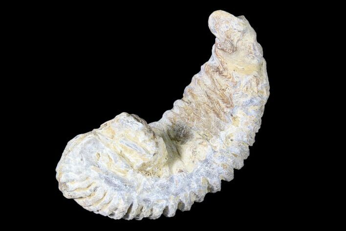 Cretaceous Fossil Oyster (Rastellum) - Madagascar #88494